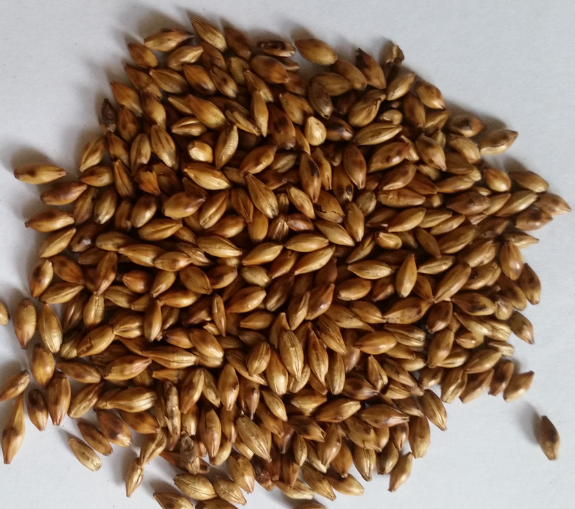 精釀<a href=http://m.zgvsh.cn/ target=_blank class=infotextkey>啤酒設(shè)備</a>,啤酒廠設(shè)備,開(kāi)辦啤酒廠,特種麥芽,焦香麥芽