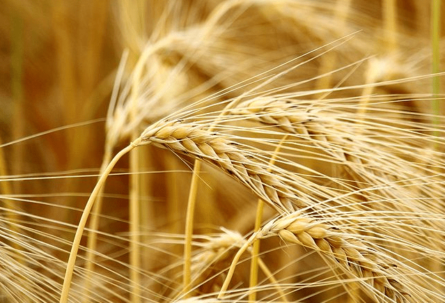 精釀<a href=http://m.zgvsh.cn/ target=_blank class=infotextkey>啤酒設(shè)備</a>,啤酒廠設(shè)備,開辦啤酒廠,麥芽